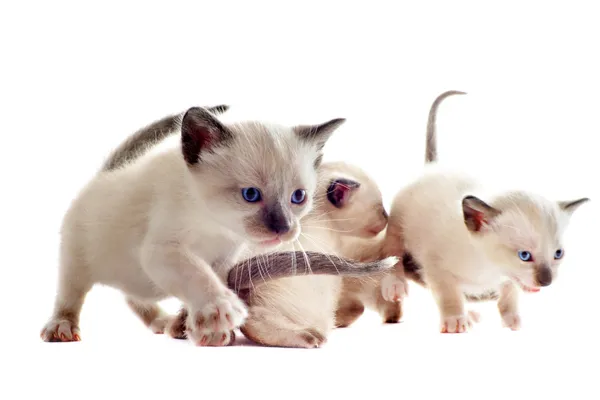 Σιχαμίνικο γατάκι — Φωτογραφία Αρχείου
