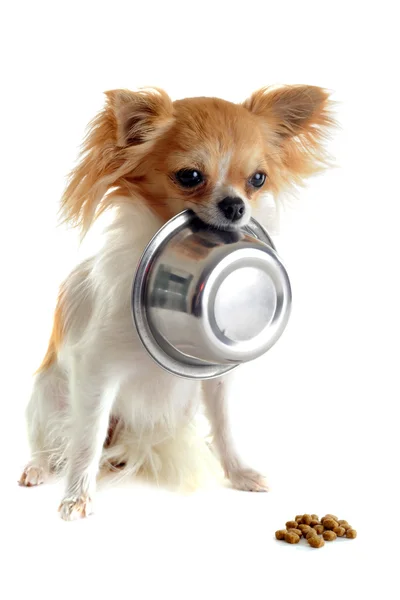 Puppy chihuahua en voedsel kom — Stockfoto