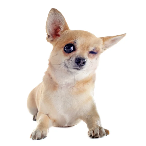 Augenzwinkern von Chihuahua — Stockfoto