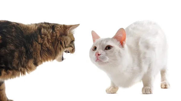 Conflict between cats — Stockfoto