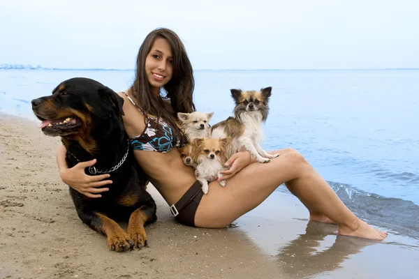 Chihuahuas et fille sur la plage — Photo