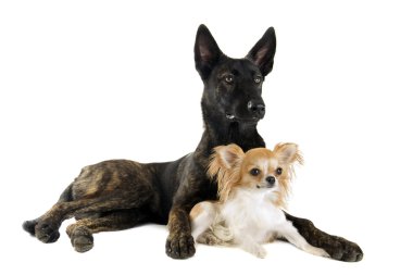 Holland Shepherd and chihuahua clipart