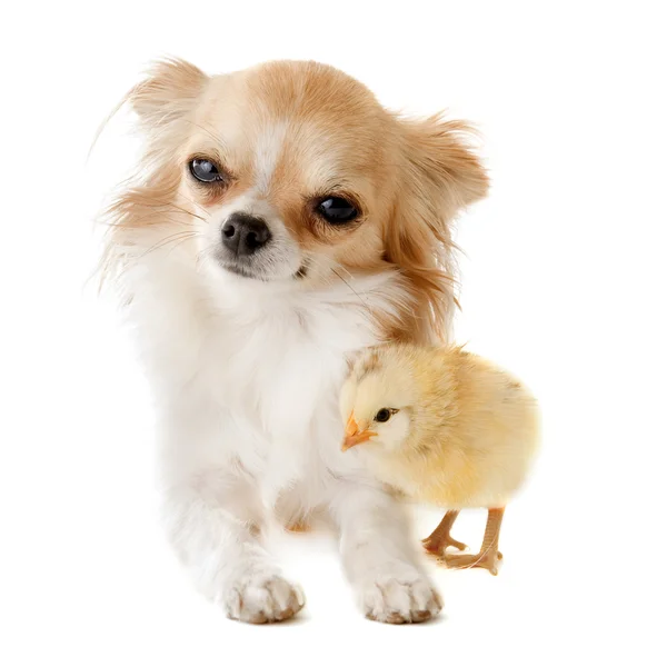 Chihuahua y polluelo — Foto de Stock