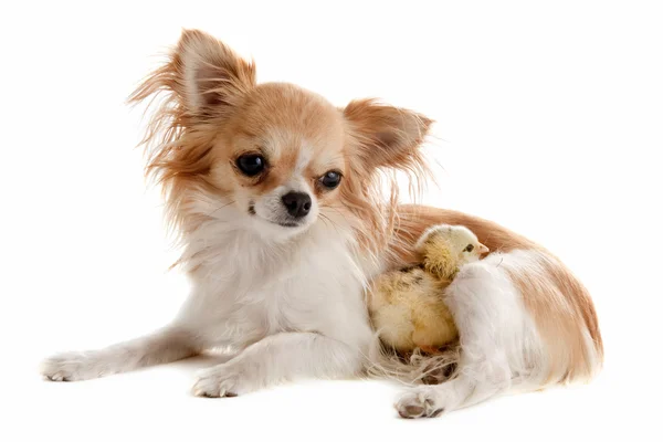 Chihuahua ve piliç — Stok fotoğraf