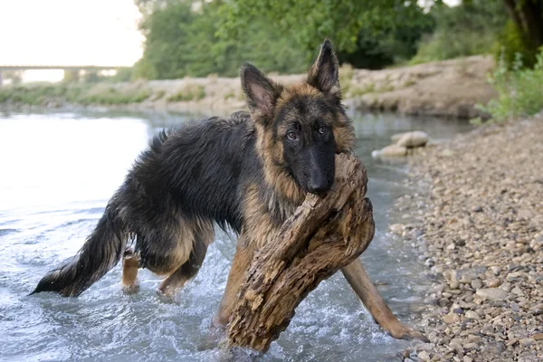 在水中的德国牧羊犬 — 图库照片