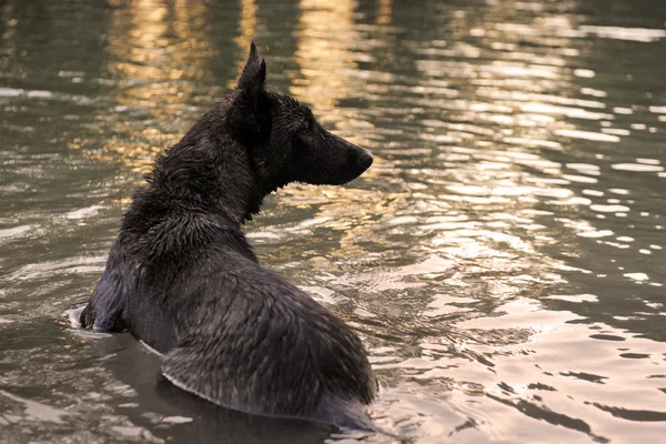 游泳荷兰牧羊犬 — 图库照片
