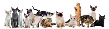 Cats in studio clipart