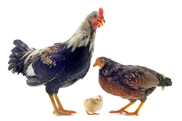 Rodina kuřat — Stock fotografie