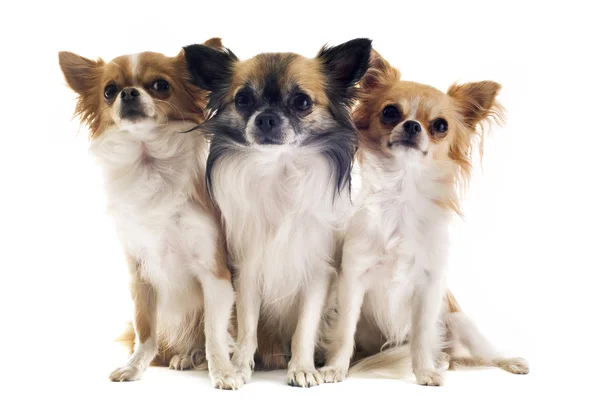 Trzy Chihuahua — Zdjęcie stockowe