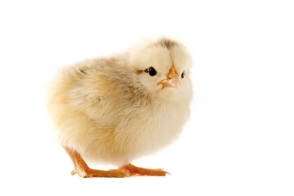 Young chick — Stock Photo, Image