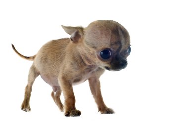 Puppy chihuahua clipart