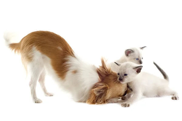 Chihuahua y gatito siamés — Foto de Stock