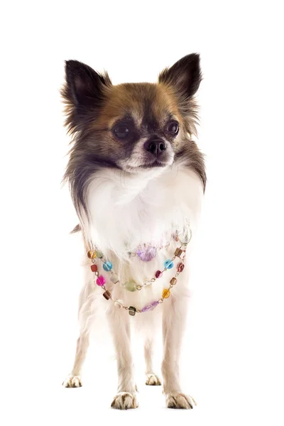 Chihuahua con collar de perlas —  Fotos de Stock