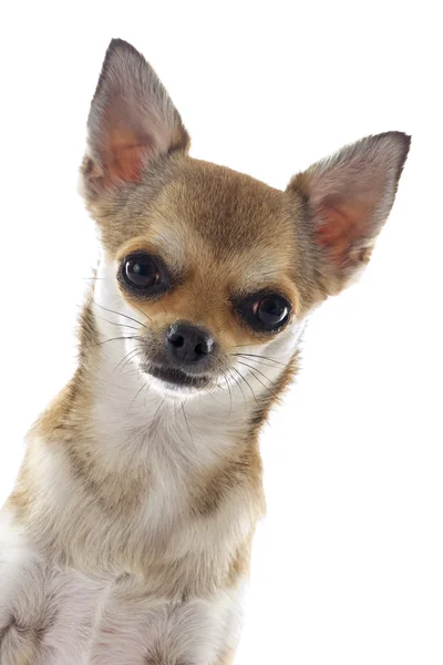 Šéf Chihuahua — Stock fotografie