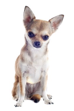 köpek chihuahua