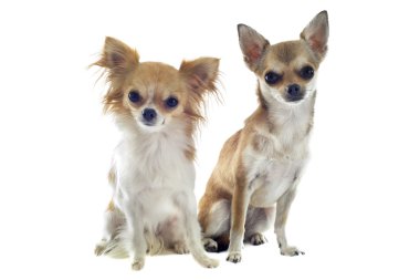 iki chihuahuas