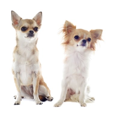 iki chihuahuas