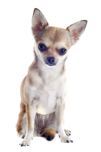 Köpek chihuahua — Stok fotoğraf