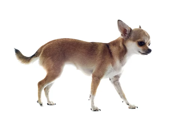Chihuahua ambulante — Foto Stock