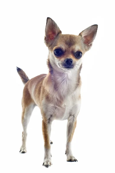 Chihuahua cheveux courts — Photo