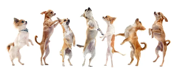Chihuahuas erguidos — Foto de Stock