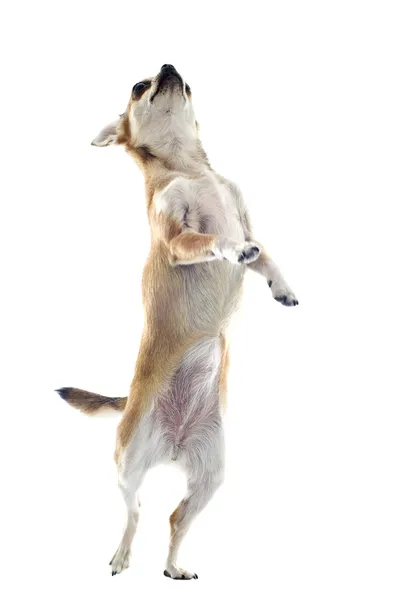 Chihuahua upprätt — Stockfoto