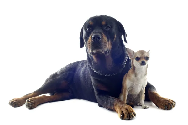 Rottweiler és kiskutya chihuahua — Stock Fotó