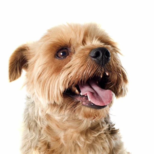 Yorkshire terrier — Foto Stock