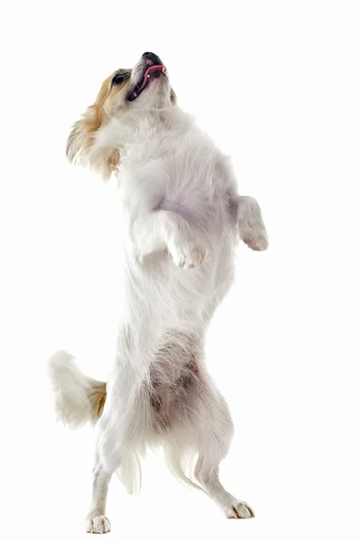 Chihuahua aufrecht — Stockfoto