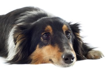 Shetland dog clipart