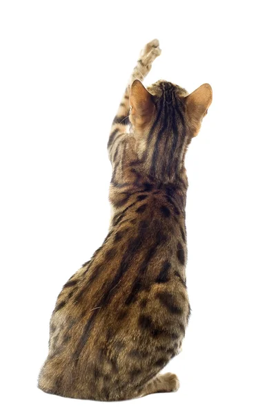 Gato de bengala — Fotografia de Stock