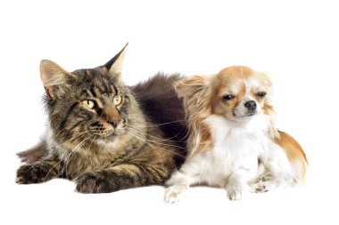 Maine coon kedi ve chihuahua