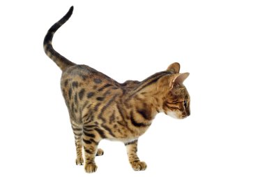 Bengal kedisi