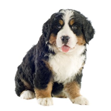 bernese dağ köpek yavrusu