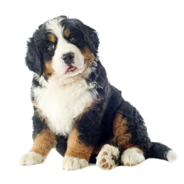 Puppy bernese moutain dog — Stock Photo, Image