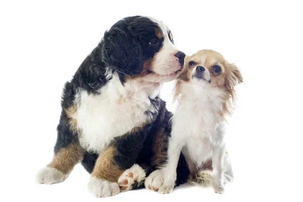 Szczenięta Berneński moutain psów i chihuahua — Zdjęcie stockowe