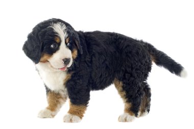 bernese dağ köpek yavrusu