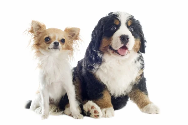 Puppy bernese moutain dog and chihuahua — Stock Photo, Image