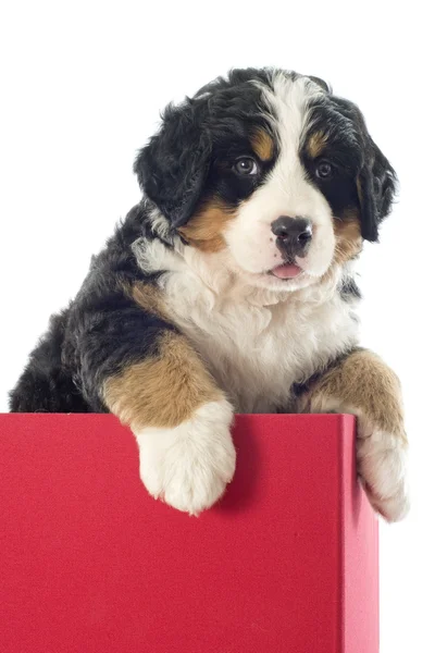 Cachorro bernés perro de montaña en una caja — Foto de Stock