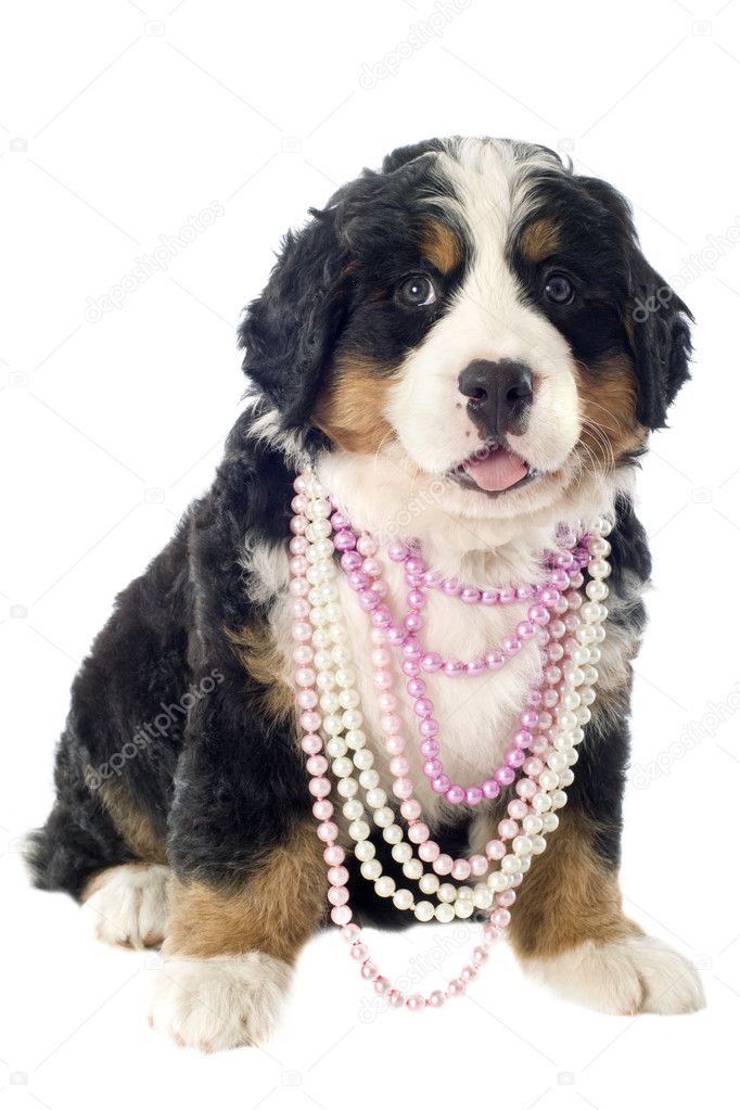 Puppy bernese moutain dog