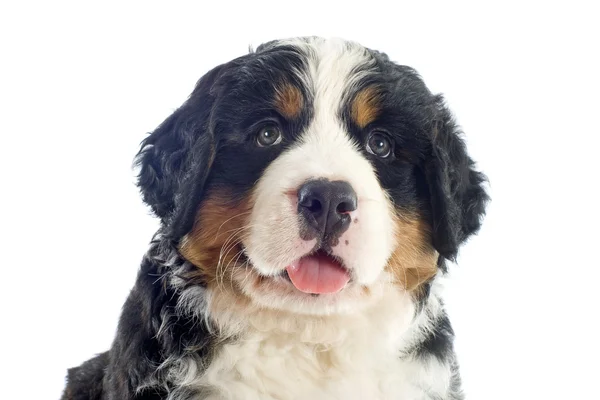 Puppy bernese moutain dog — Stock Photo, Image