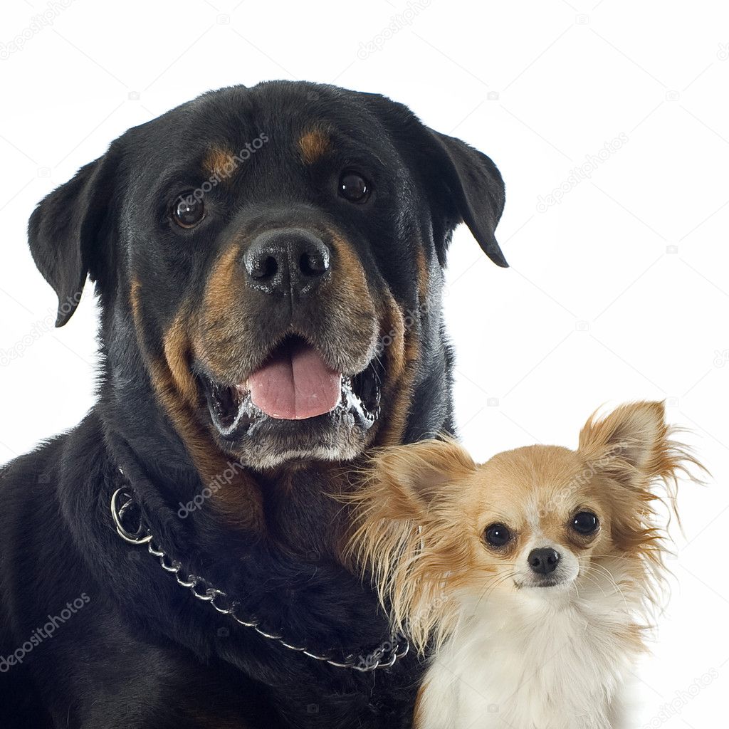 Rottweiler and chihuahua — Stock Photo © 12406903