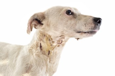 yaralı jack russel terrier