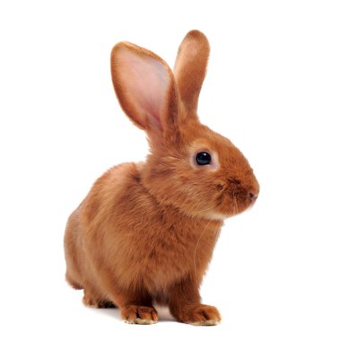 Young rabbit clipart