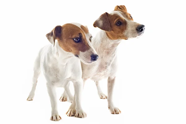 Dos jack russel terrier — Foto de Stock