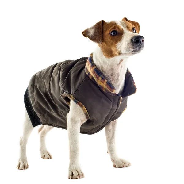 Jack russel terrier with coat — Stock Photo, Image