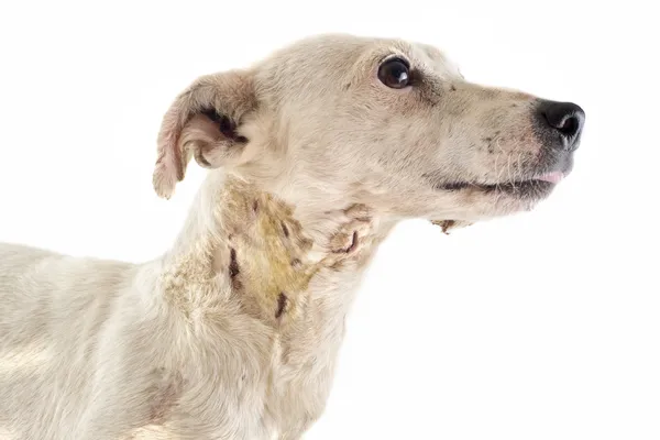 Herido jack russel terrier —  Fotos de Stock
