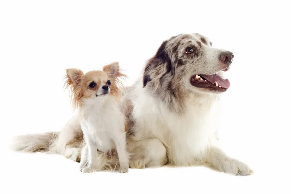 Border collie and chihuahua — Stock Photo, Image