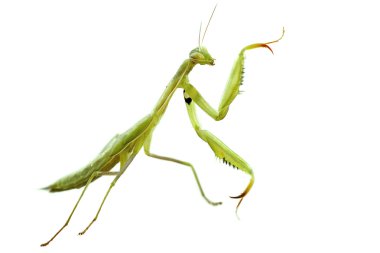 European mantis clipart