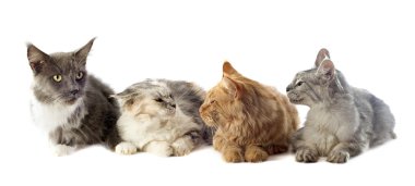 Maine coon cats clipart